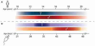 Mesocorticolimbic Dopamine Pathways Across Adolescence: Diversity in Development